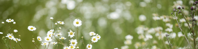 Vilde margueritter og sommerblomster i grønne omgivelser – naturskøn inspiration til et drømmehus.